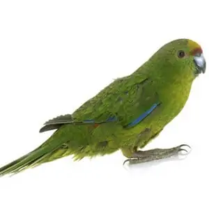 Papuga Amazonka