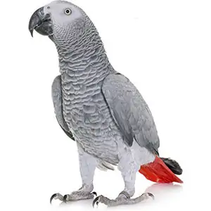 Papuga Żako