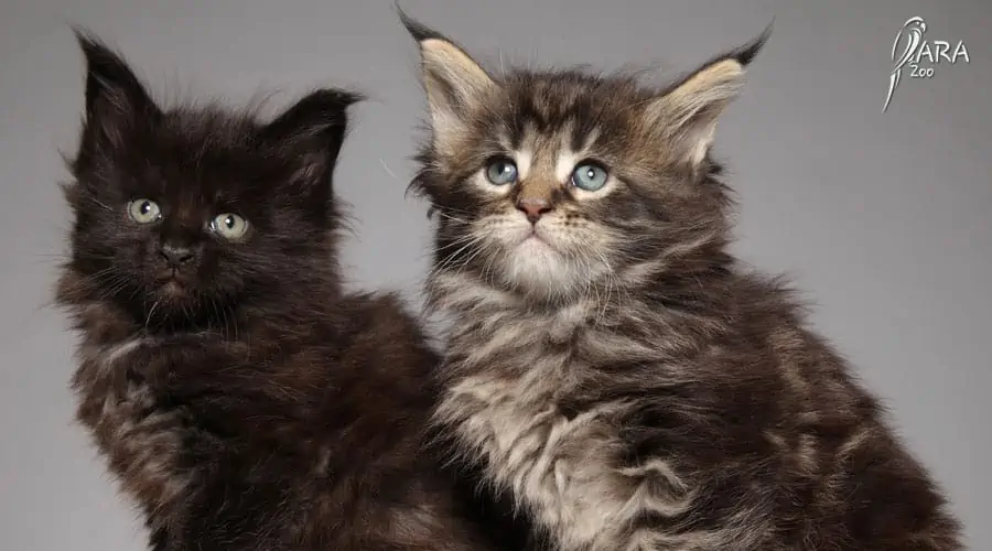 maine coon czarny odmiany