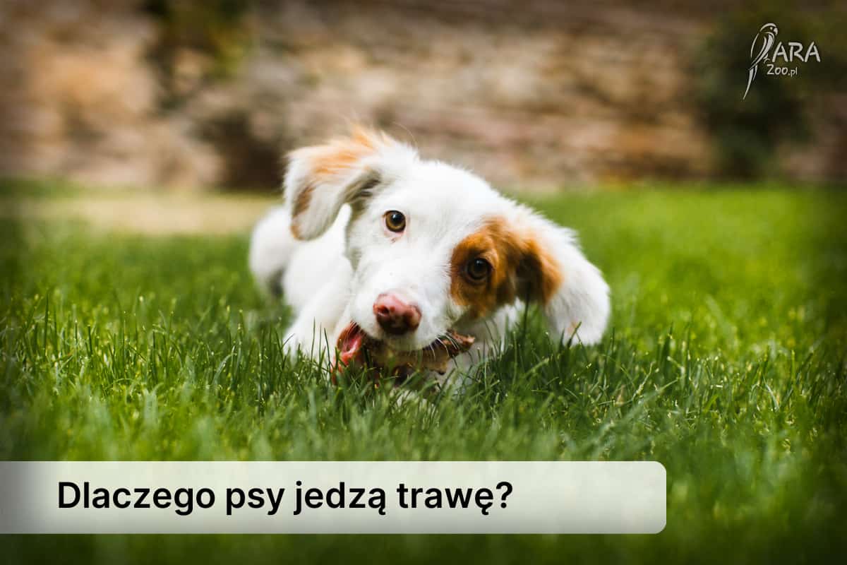 pies jedzący trawę