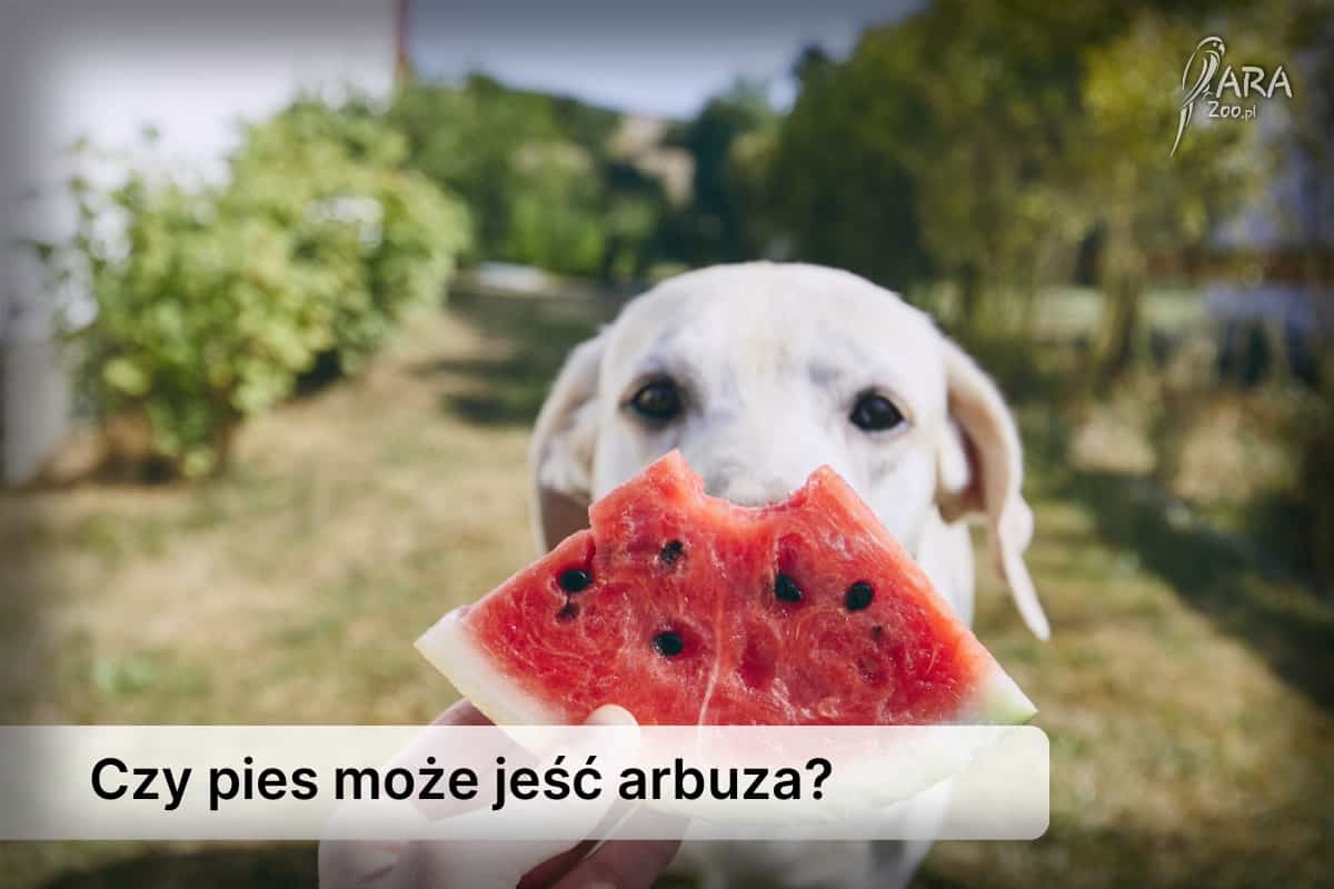 czy psy mogą jeść arbuzy