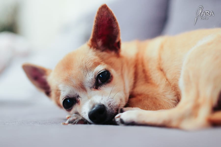 Chihuahua rasa