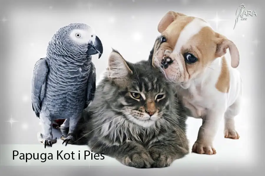 kot, pies i papuga