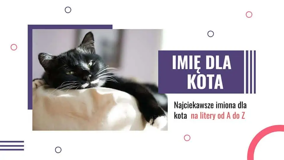 Oryginalne imię dla kota chlopaka