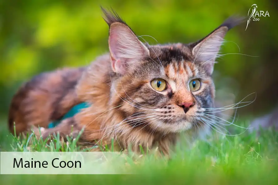 majkun koty maine coon cena