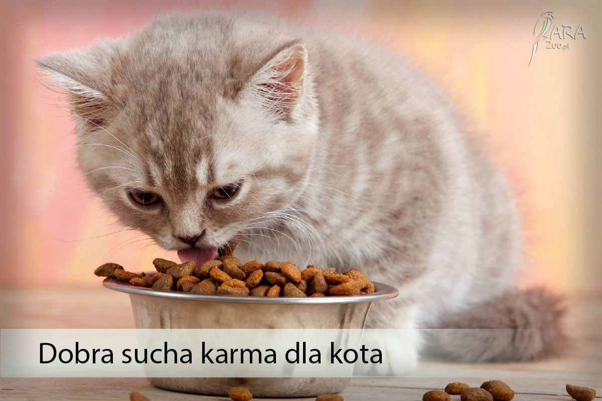 dobra sucha karma dla kota