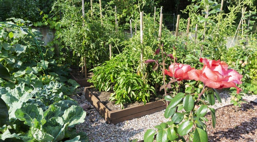 warzywniak w ogrodzie